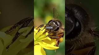 Bumble Bee vs Regular Bee Spot the Difference 🤯 animals love nature [upl. by Ahsas]