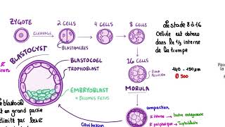 1 ère semaine de développement embryonnaire  résidanat oran [upl. by Annairol]