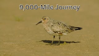 Red Knot The Bird That Travels 9000 Miles [upl. by Nhoj]