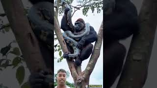 😱😱😱 chimpanzee vs python monkey animals nature funny wildlife feed animalkingdom satisfying [upl. by Akenat]