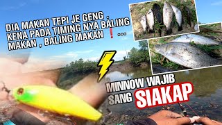 Minnow Yang Menjadi Rebutan Siakap Sungai Paya Bakau [upl. by Nnaaihtnyc990]