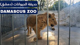 Damascus Zoo Walking Tour  Syria 2024 [upl. by Hildagarde]