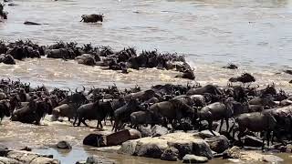 The Great Wildebeest Migration in Tanzania [upl. by Seeto]