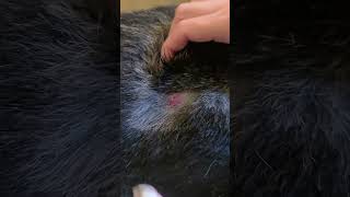 Dog cyst extraction [upl. by Muhcon]