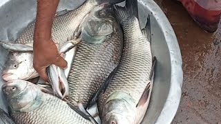 FRESH Catch in Bangladeshs BIGGEST Fish Market FishMarket [upl. by Machos407]