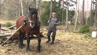 Skogskorning med häst [upl. by Aicemed]