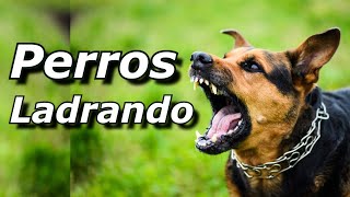 Perros Ladrando Muy Fuerte para molestar a tu perro o gato HD 6 [upl. by Aloz670]