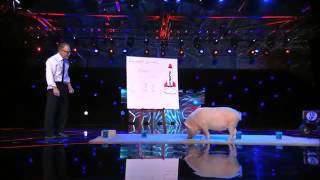 Top Hogs Mudslinger Pig Show off His Math Skills Americas Got Talent 2014 [upl. by Maharg]