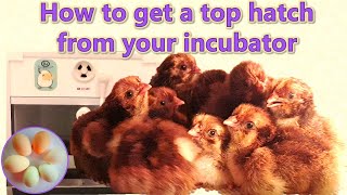 How to incubate chicken eggs in a simple incubator and hatch lots of healthy baby chicks [upl. by Mcnamara]