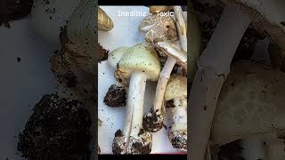 14 Amanita citrina poisonous nature fungi forest mushrooms wildlife deathcap basidiomycota [upl. by Soelch]