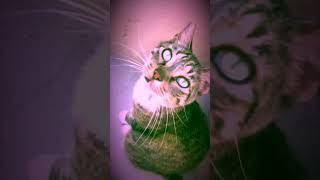 Rat Stalking Cat Scary 🐀cats shorts catshorts cat gocats catvsrat rat scary catvideos [upl. by Nekal62]