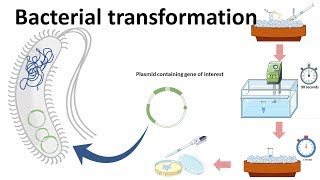 Bacterial transformation [upl. by Elder]