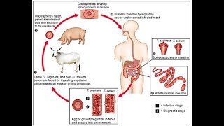 Phylum Platyhelminthes Part 03 I Life Cycle of Taenia solium I ANIMAL KINGDOM Lecture 13 I NEET BIO [upl. by Rehoptsirhc]