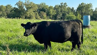 Tagging calves and pasture talk [upl. by Nasya]