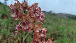 cyrtopodium desconhecido se vc conhece deixe nos comentários orquídeas plantas natureza [upl. by Furlong]