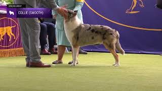 Collies Smooth  Breed Judging 2024 [upl. by Aititel]