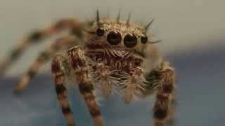 Jumping SpidersSalticidae [upl. by Alaunnoif]