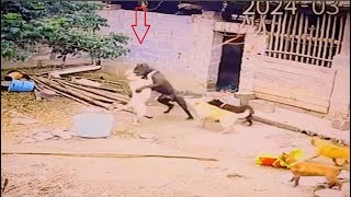 Bull terrier vs Cane Corso fight over dominance [upl. by Irwinn]