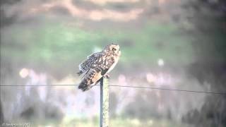 Velduil  Shorteared Owl  Asio flammeus  Bantpolder Lauwersmeer NL 28122015 [upl. by Mita]