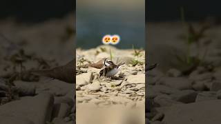 Bird Mating call  Love Birds before Mating video birds shorts short lovelybirds [upl. by Ninetta]