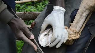 A farrier trims overgrown donkey hooves [upl. by Able]