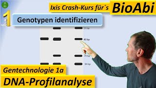 Gentechnik 1 DNAProfilanalyse  GenotypBestimmung PCR Restriktionsenzym Gelelektrophorese [upl. by Tehr]