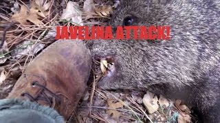 JAVELINA ATTACK [upl. by Eidua]