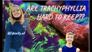 HOW to KEEP Trachyphyllia in my REEF TANK  Insane Trachy 😱 [upl. by Deirdra403]