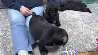 Standard Schnauzer puppies 8 weeks old  December 8 2022 [upl. by Lupee]