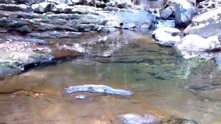 Walking To Luu Doo Waterfall Koh Tarutao [upl. by Dnalyaw650]