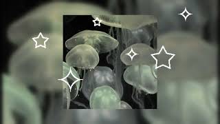 ✦ A Jellyfish Playlist [upl. by Sibbie]