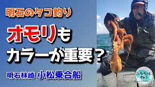 【明石タコ釣り】5月中潮回り（5日潮） 明石のタコ釣りバトル！一番効果的なオモリのカラーは？ [upl. by Yanat]