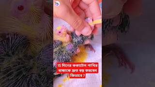 Cockatiel hand feeding tips কোকাটেল পাখিকে দ্রুত বড় করার উপায়cockatielকোকাটেল viralvideoshort [upl. by Anyotal]