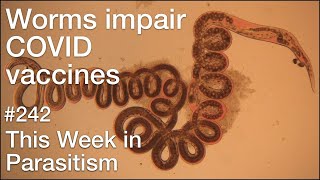 TWiP 242 Worms impair COVID vaccines [upl. by Ayhdnas]