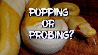 Popping hemipenes or probing which is better [upl. by Jezabella]