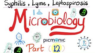 Microbiology  Spirochetes Syphilis TORCH Leptospira Borrelia Lyme disease  Picmonic  Part 12 [upl. by Chris389]