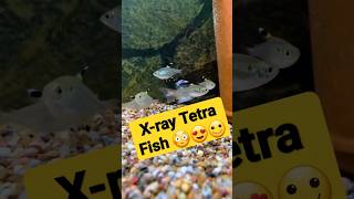 XrayPristella Tetra Fish are Superb 👌 tetra fish shorts [upl. by Gui]