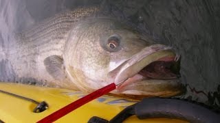 Big Striped Bass Fishing  33pound Kayak Bass on Tube and Gulp Worm [upl. by Llevad79]