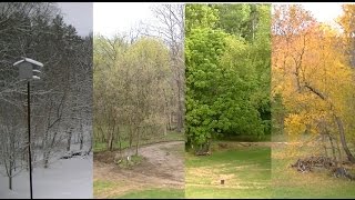 Winter Spring Summer Fall  Seasonal Transition Timelapse [upl. by Rochester]