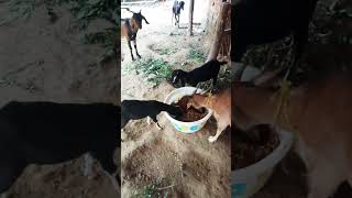 Bakri palan ka video 😅🤪🤪🤪🤪🤪🤪 [upl. by Andros166]