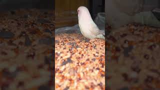 Bird seed newtrend trending viralvideo lovebird [upl. by Zondra]