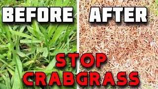 Before killing CRABGRASSWatch THIS  How to FINALLY get rid of CRABGRASS [upl. by Eyllom]