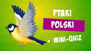 Ptaki Polski 🐦Ptaki żyjące w Polsce  Budowa ptaka  ptaki Polska [upl. by Lionello988]