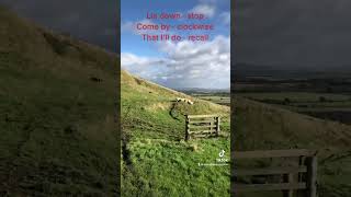 Impressive sheepdog border collie [upl. by Zerep]