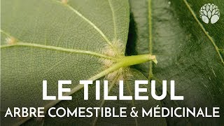 Tilleul arbre comestible et médicinal [upl. by Oelc]