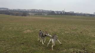 Wolfhunde beim Spielen Saarloos Wolfhund mit MWH [upl. by Ylra]