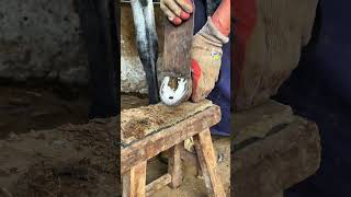 Fascinating donkey hoof trimming video丨ASMR丨Donkey hoof cutting sound [upl. by Liatris706]