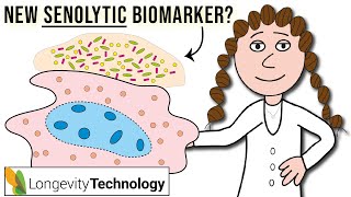 This new senescence biomarker may help evaluate senolytic efficacy [upl. by Bentlee]