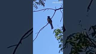 Hermoso Trogón Pecho Amarillo o Cabecinegro nature birds wildlife forest viralvideo shorts [upl. by Alliuqa276]