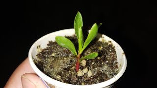 How to Grow Proteas PreTreatment of Seeds My Secret Recipe [upl. by Patrick464]